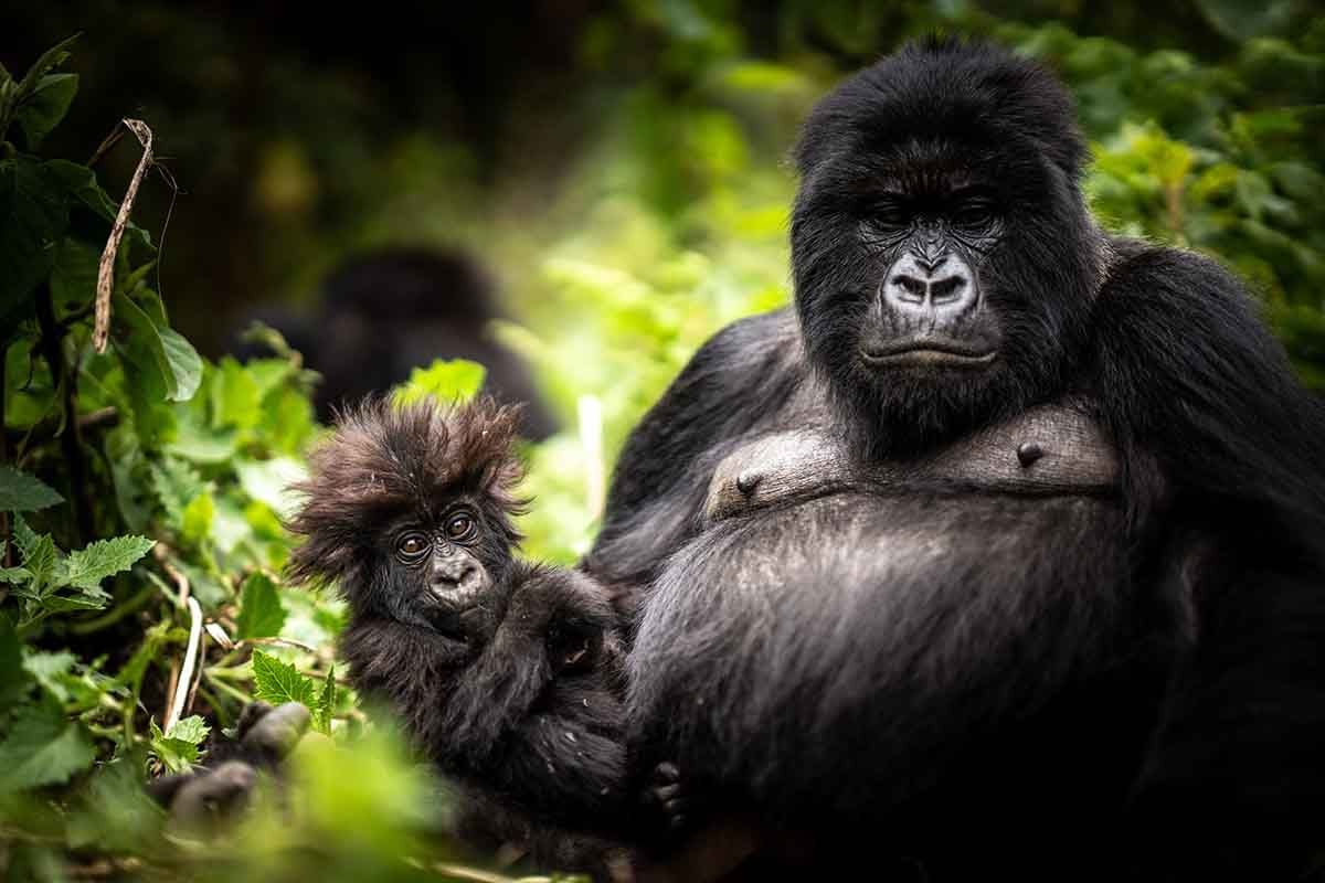 gorilla trekking in Rwanda